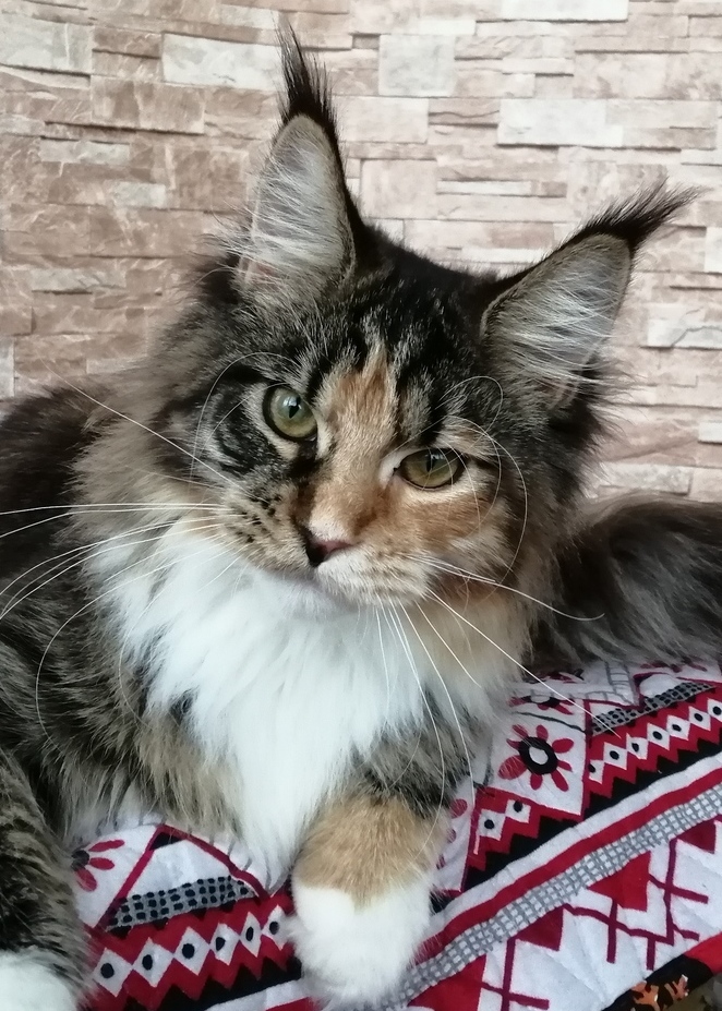 Описание изображения