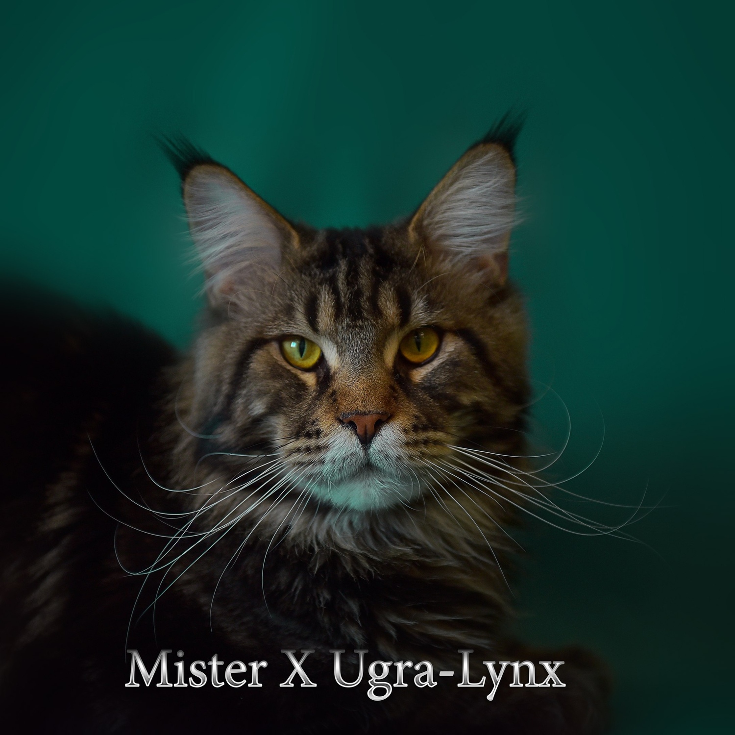 <span style="font-weight: bold;">Mister-X Ugra-Lynx&nbsp;</span>